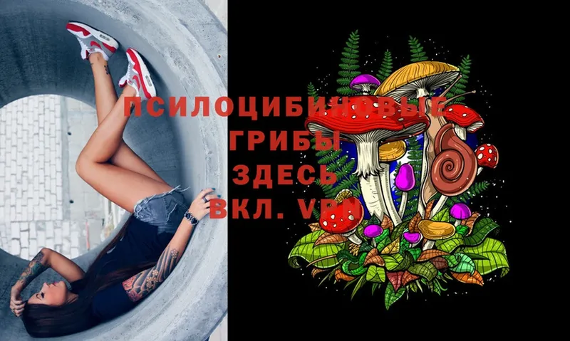 Псилоцибиновые грибы Psilocybe  где продают наркотики  Княгинино 